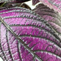 Close-up of vibrant purple leaves with textured veins and serrated edges.