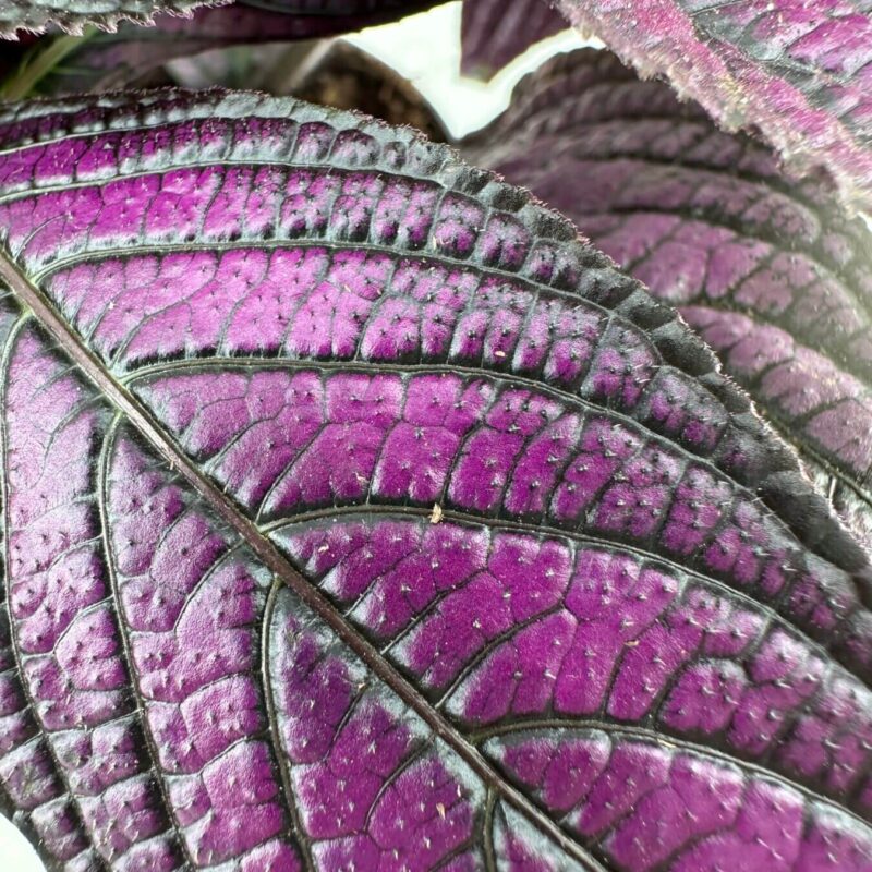 Vibrant Purple Leaves with Intricate Textures Close-up of vibrant purple leaves with textured veins and serrated edges.