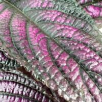 Close-up of vibrant purple and blackish-green leaves with intricate textures and prominent veining.