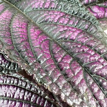 Close-up of vibrant purple and blackish-green leaves with intricate textures and prominent veining.