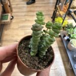 Crassula Marnieriana Hottentot Jade Necklace 5cm pot