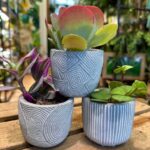 Geometric Modern Concrete Planter for 6cm pots