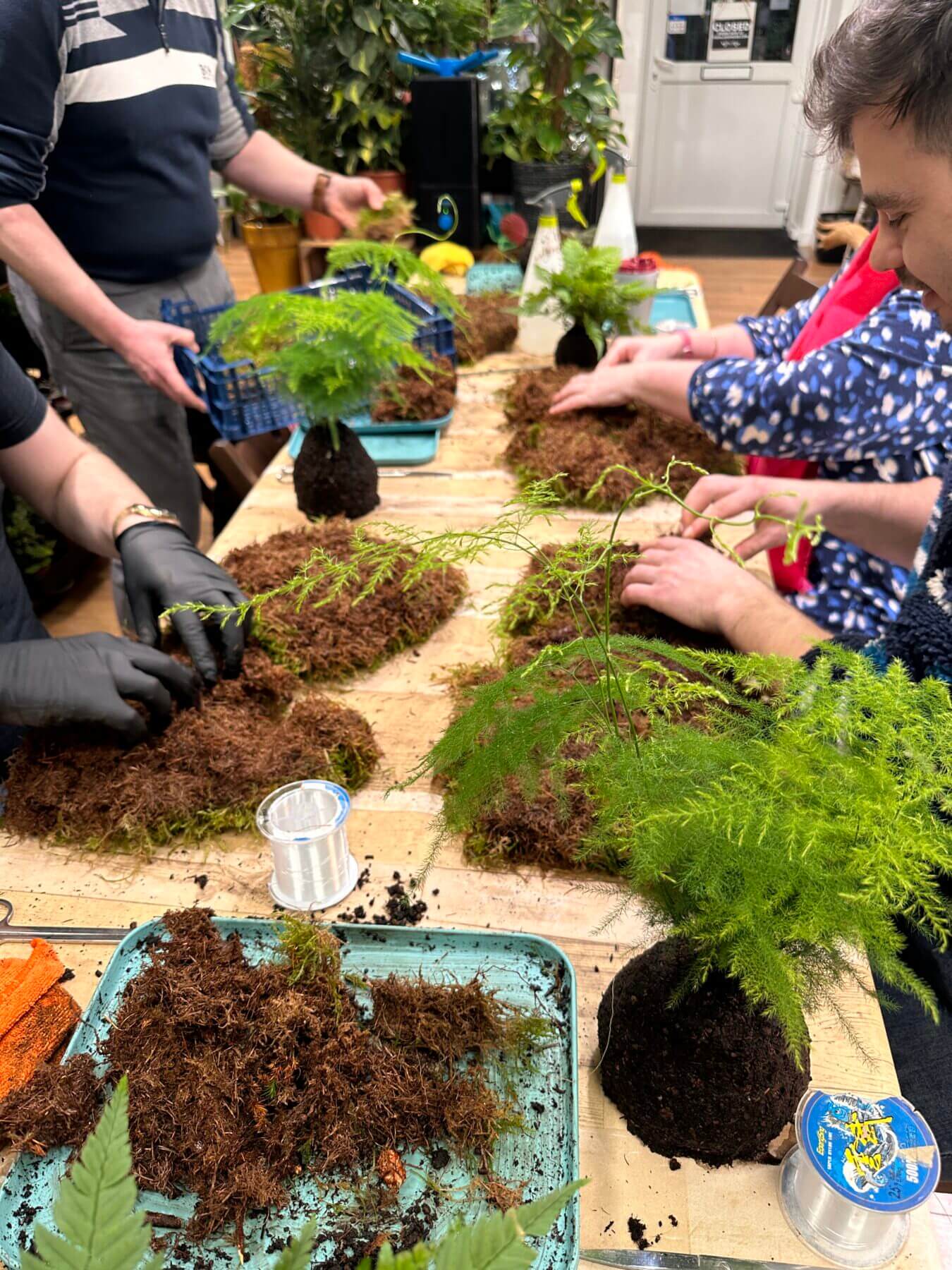 Fern repotting workshop with participants engaged in hands-on gardening activities.