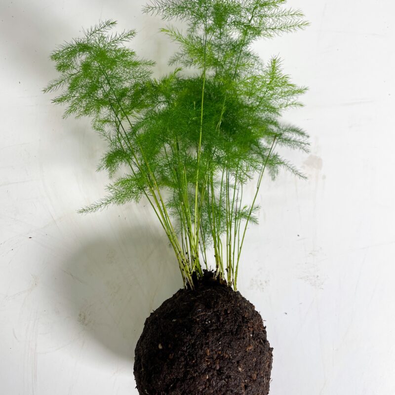 img 2609 Kokedama Soil Mix