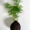 Kokedama Soil Mix