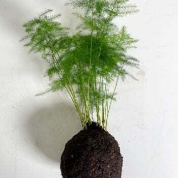 Kokedama Soil Mix