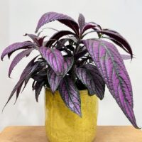 green iron stone pink glazed pot