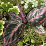 Claire Masson Wedding Terrariums