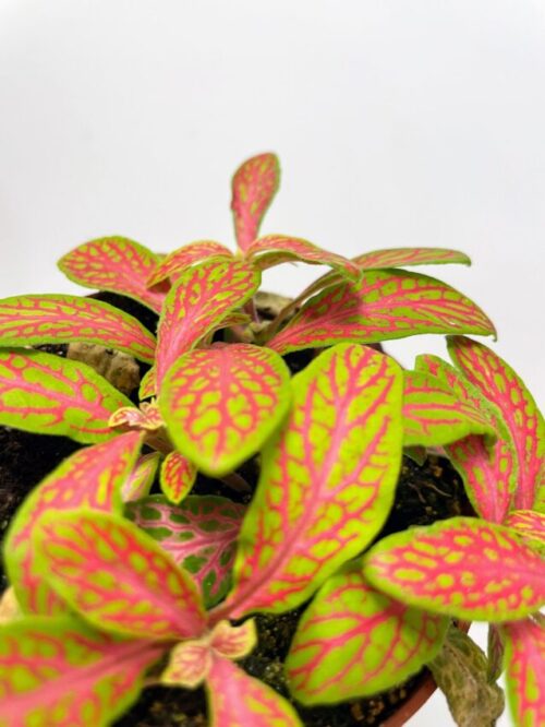 fittonia mosaic red 8cm