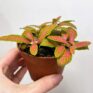 fittonia mosaic red 8cm