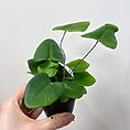 asparagus nanus fern 8.5cm pot (copy)