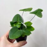 Heminitis Arifolia Fern 7cm Pot