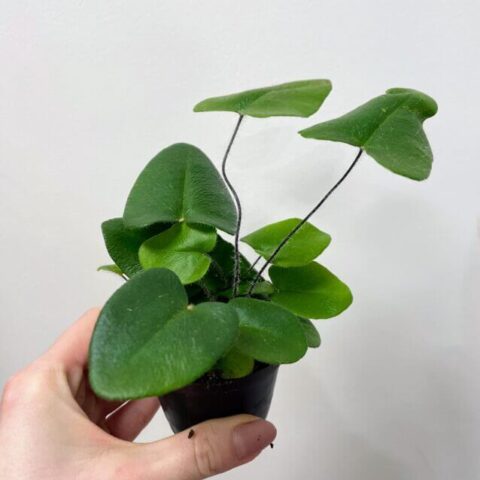 asparagus nanus fern 8.5cm pot (copy)