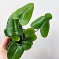 asparagus nanus fern 8.5cm pot (copy)