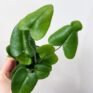 asparagus nanus fern 8.5cm pot (copy)