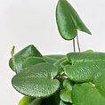 asparagus nanus fern 8.5cm pot (copy)