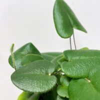 asparagus nanus fern 8.5cm pot (copy)