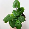 asparagus nanus fern 8.5cm pot (copy)