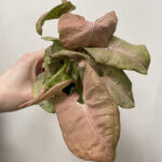 Syngonium Neon Robusta Pink Arrowhead Plant 9cm pot