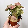 syngonium neon robusta pink arrowhead plant 9cm pot