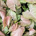 syngonium neon robusta pink arrowhead plant 9cm pot