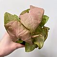 syngonium neon robusta pink arrowhead plant 9cm pot