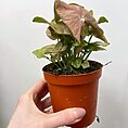 syngonium neon robusta pink arrowhead plant 9cm pot