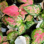Aglaonema Pink Chinese Evergreens 9cm pot
