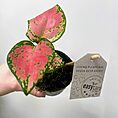 aglaonema pink point star chinese evergreens 12cm pot (copy)