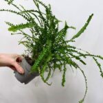 Nephrolepis Cordifolia Lemon Button Fern 10cm pot