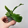 pteris quadriaurita tricolour pained fern 6cm pot