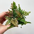 pteris quadriaurita tricolour painted fern 6cm pot