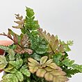 pteris quadriaurita tricolour painted fern 6cm pot