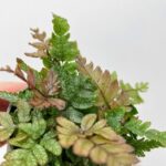 Pteris Quadriaurita Tricolour Painted Fern 6cm pot