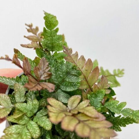 pteris quadriaurita tricolour painted fern 6cm pot