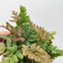pteris quadriaurita tricolour painted fern 6cm pot
