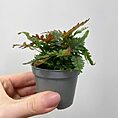 pteris quadriaurita tricolour painted fern 6cm pot