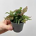 pteris quadriaurita tricolour painted fern 6cm pot