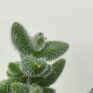 delosperma echinatum | pickle rick | 5cm (copy)