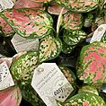aglaonema pink point star chinese evergreens 12cm pot (copy)