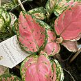 aglaonema pink point star chinese evergreens 12cm pot (copy)