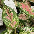 aglaonema pink point star chinese evergreens 12cm pot (copy)
