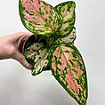 aglaonema pink point star chinese evergreens 12cm pot (copy)
