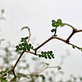 sophora prostata little baby