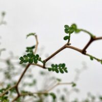 sophora prostata little baby