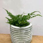 Ridge Rustic Concrete Planter for 6cm pots
