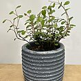 ridge rustic white concrete planter for 6cm pots