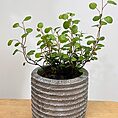 ridge rustic white concrete planter for 6cm pots