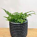 ridge rustic white concrete planter for 6cm pots
