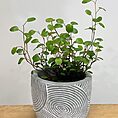 ridge rustic concrete planter for 6cm pots